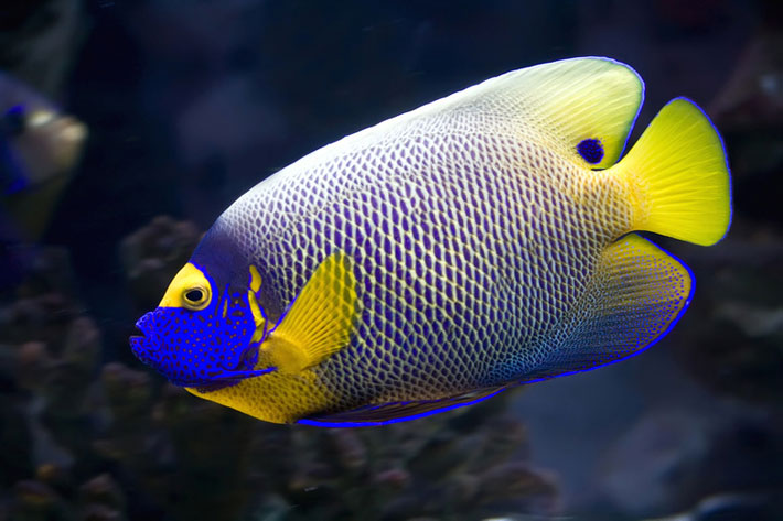 Top 15 Most Beautiful Fish in the World