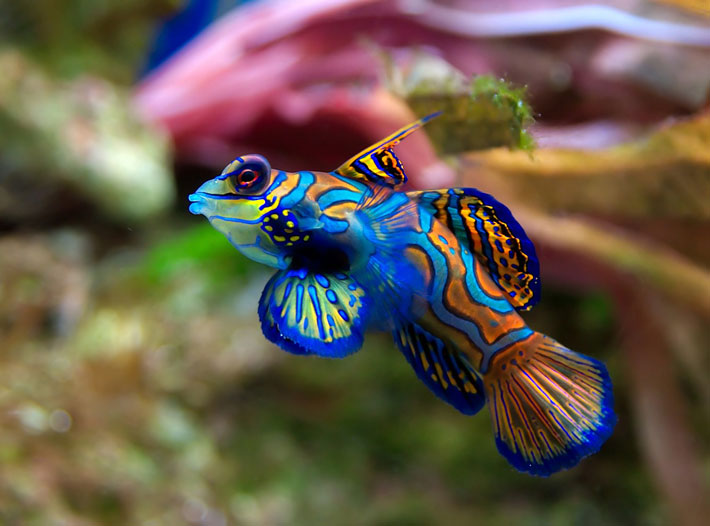 Top 15 Most Beautiful Fish in the World