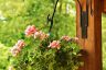 Watering Hanging Baskets