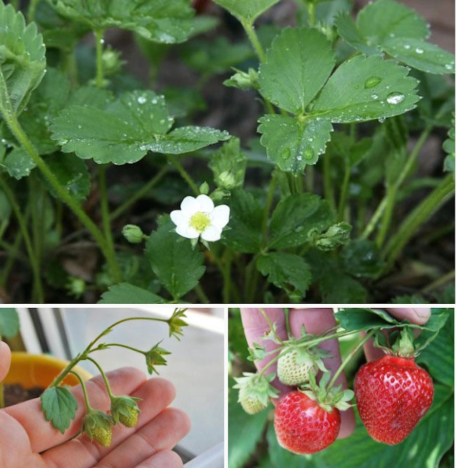 Grow Strawberries Year-Round For Free