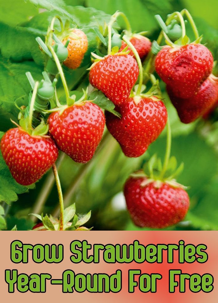 Grow Strawberries Year-Round For Free