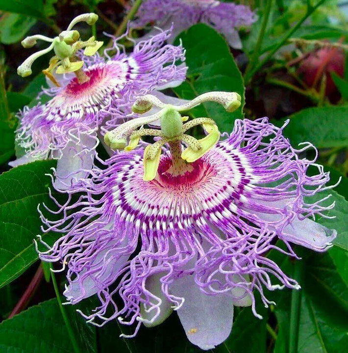 Growing Passion Flower in Containers 