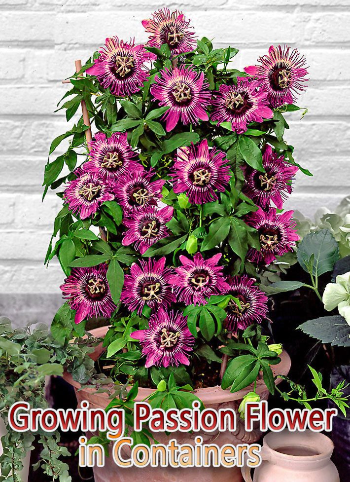 Growing Passion Flower in Containers