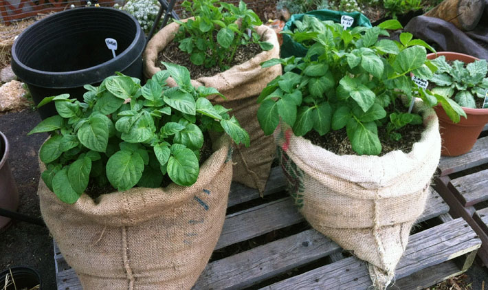 Growing Potatoes In Bags