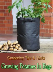 Growing Potatoes In Bags