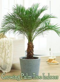 How to Grow Palm Trees Indoors