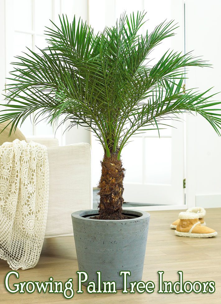 How to Grow Palm Trees Indoors