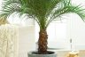 How to Grow Palm Trees Indoors