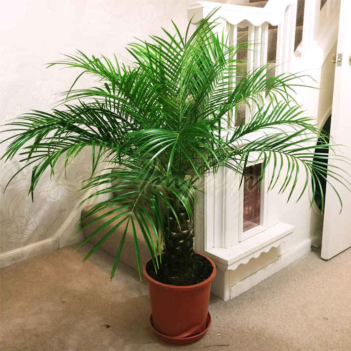 How to Grow Palm Trees Indoors