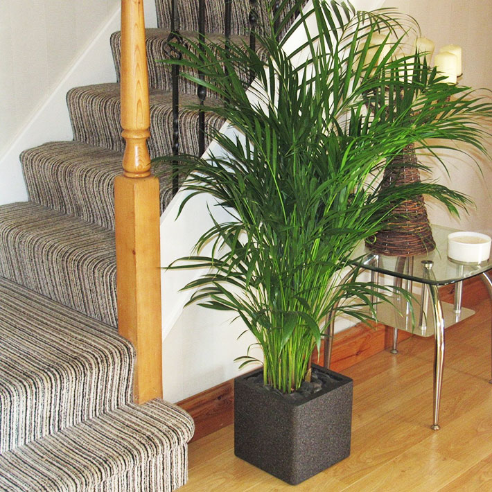 How to Grow Palm Trees Indoors