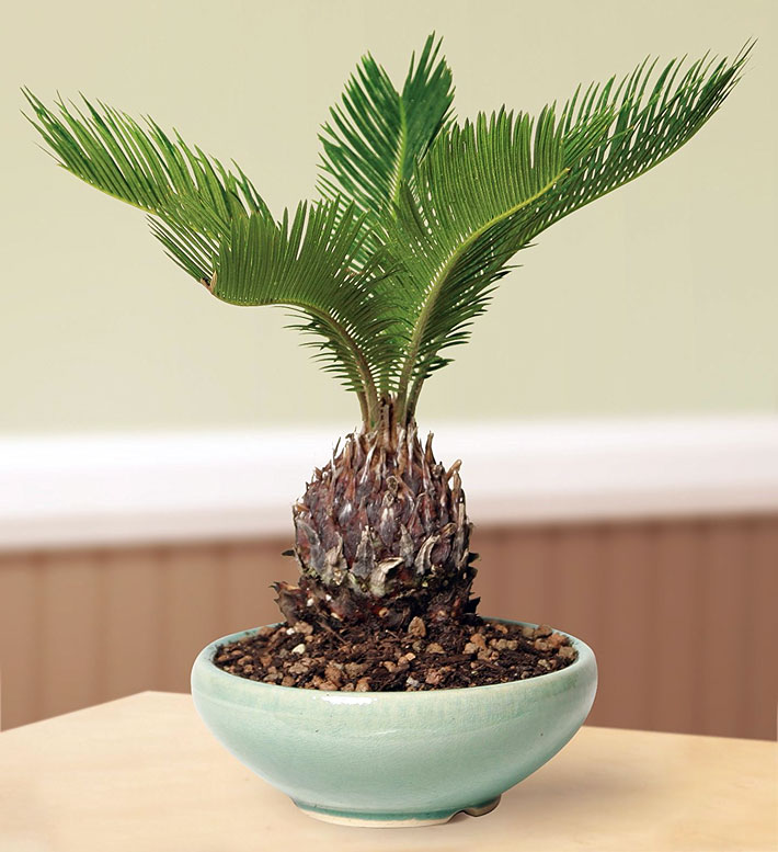 How to Grow Palm Trees Indoors