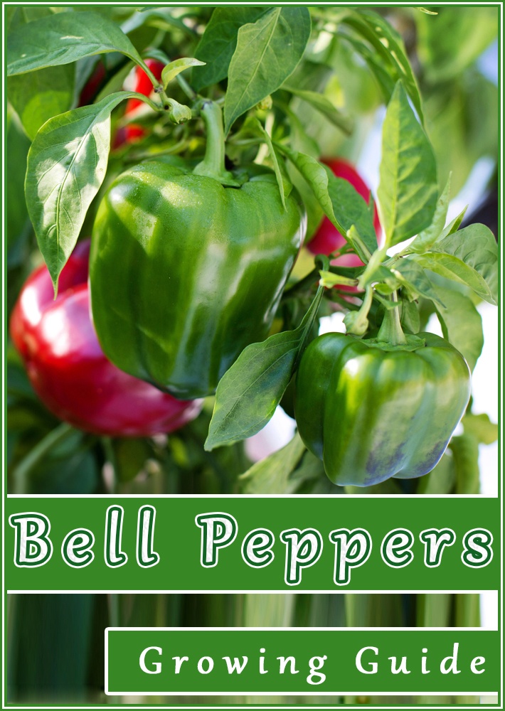 Bell Peppers – Growing Guide