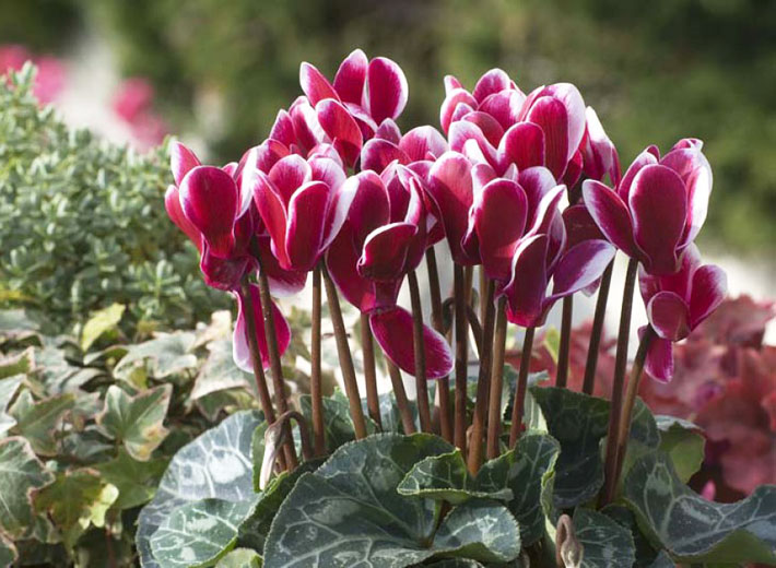 Cyclamen - Charming and Colorful Houseplant 