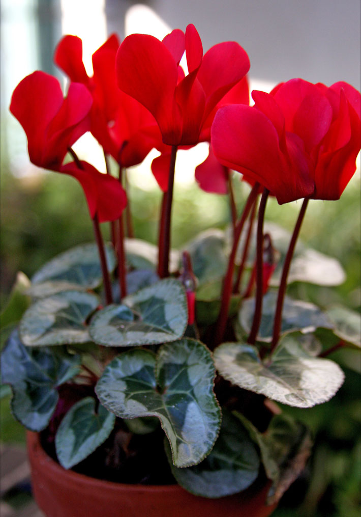 Cyclamen - Charming and Colorful Houseplant 