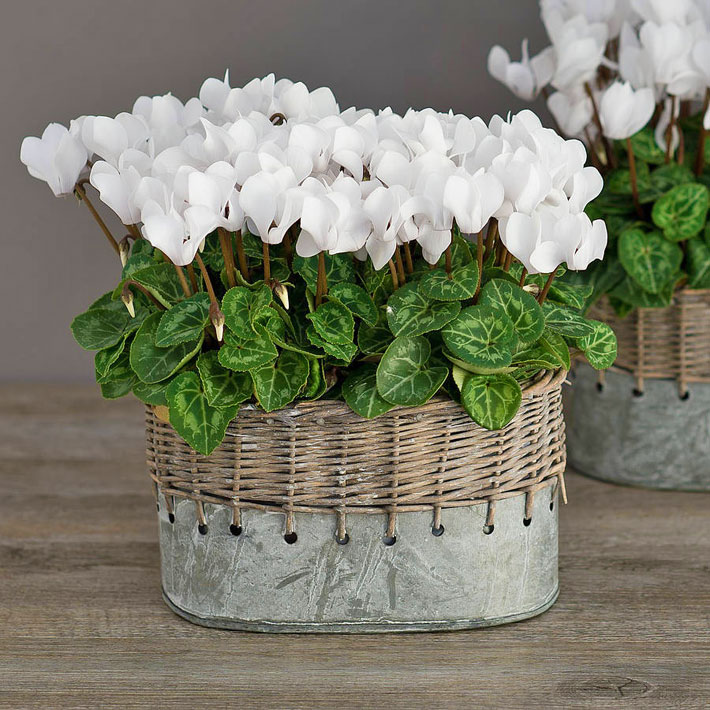 Cyclamen - Charming and Colorful Houseplant 