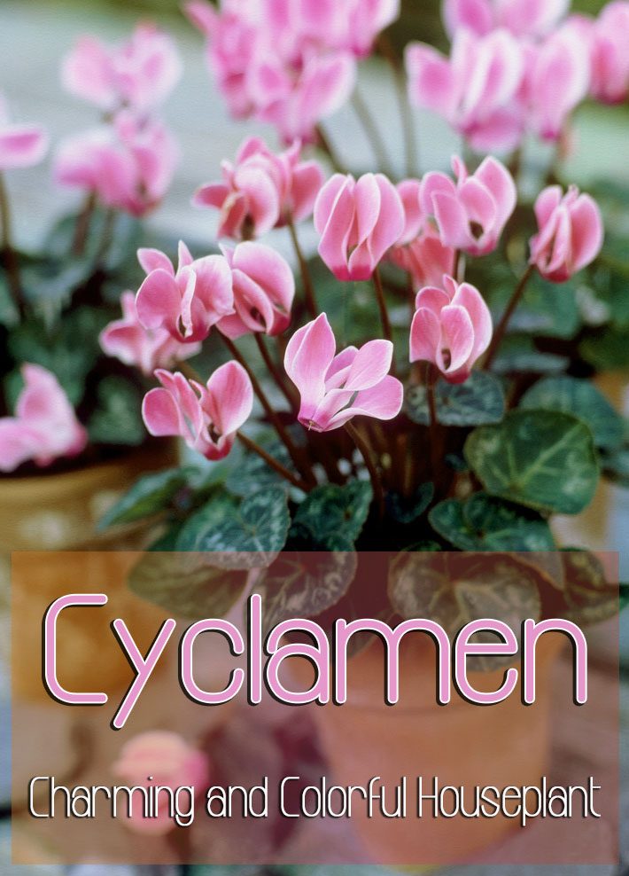 Cyclamen – Charming and Colorful Houseplant