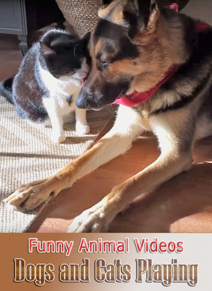 Funny Animal Videos – Dogs and Cats Playing