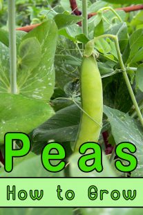 How to Grow Peas