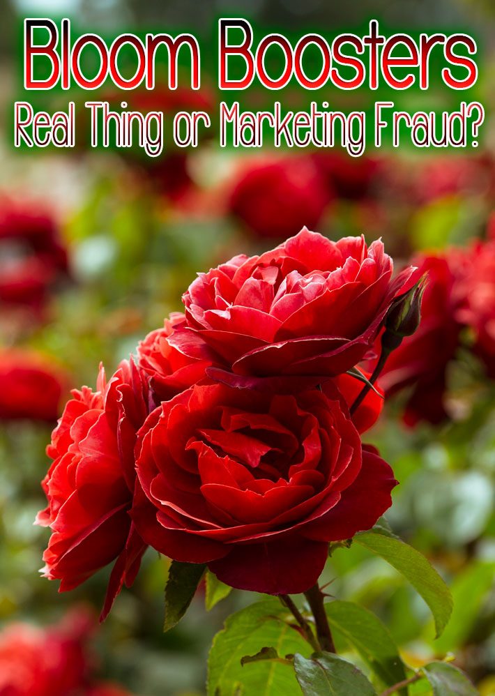 Bloom Boosters – Real Thing or Marketing Fraud?