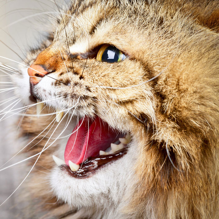 Dealing With an Aggressive Cat Dealing With an Aggressive Cat