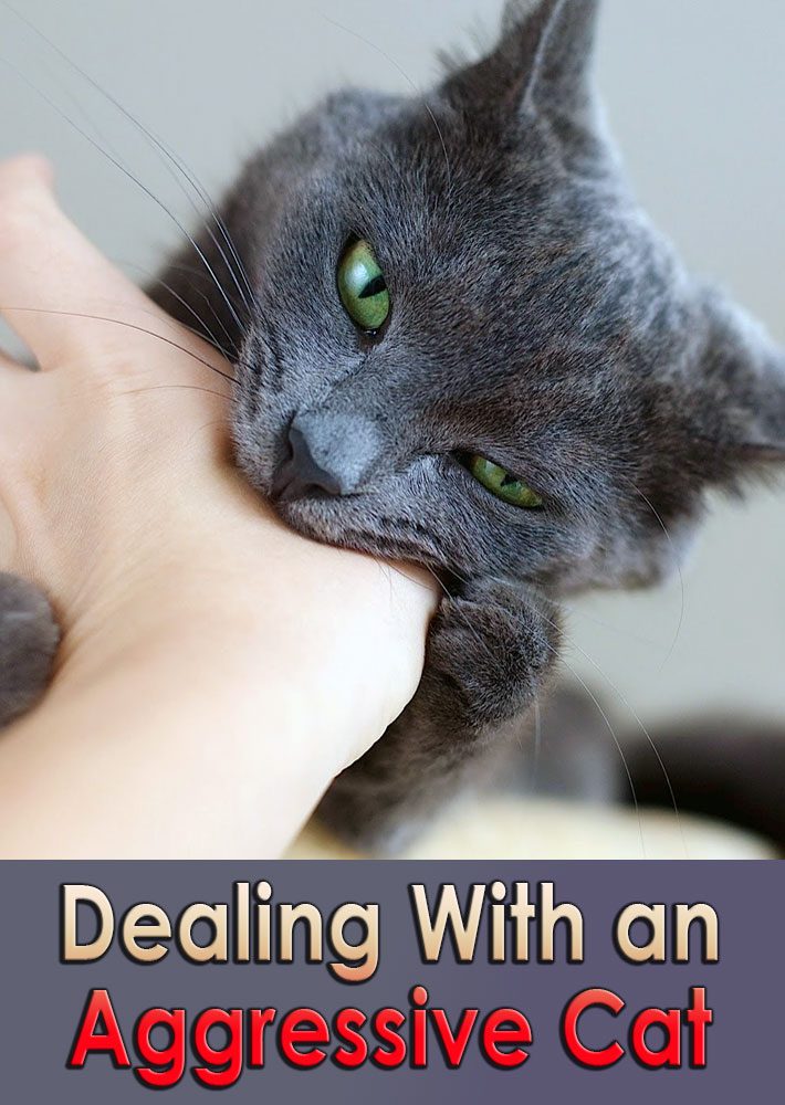 Dealing With an Aggressive Cat