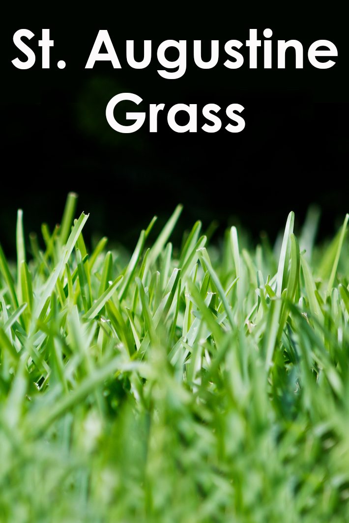 St.Augustine Grass