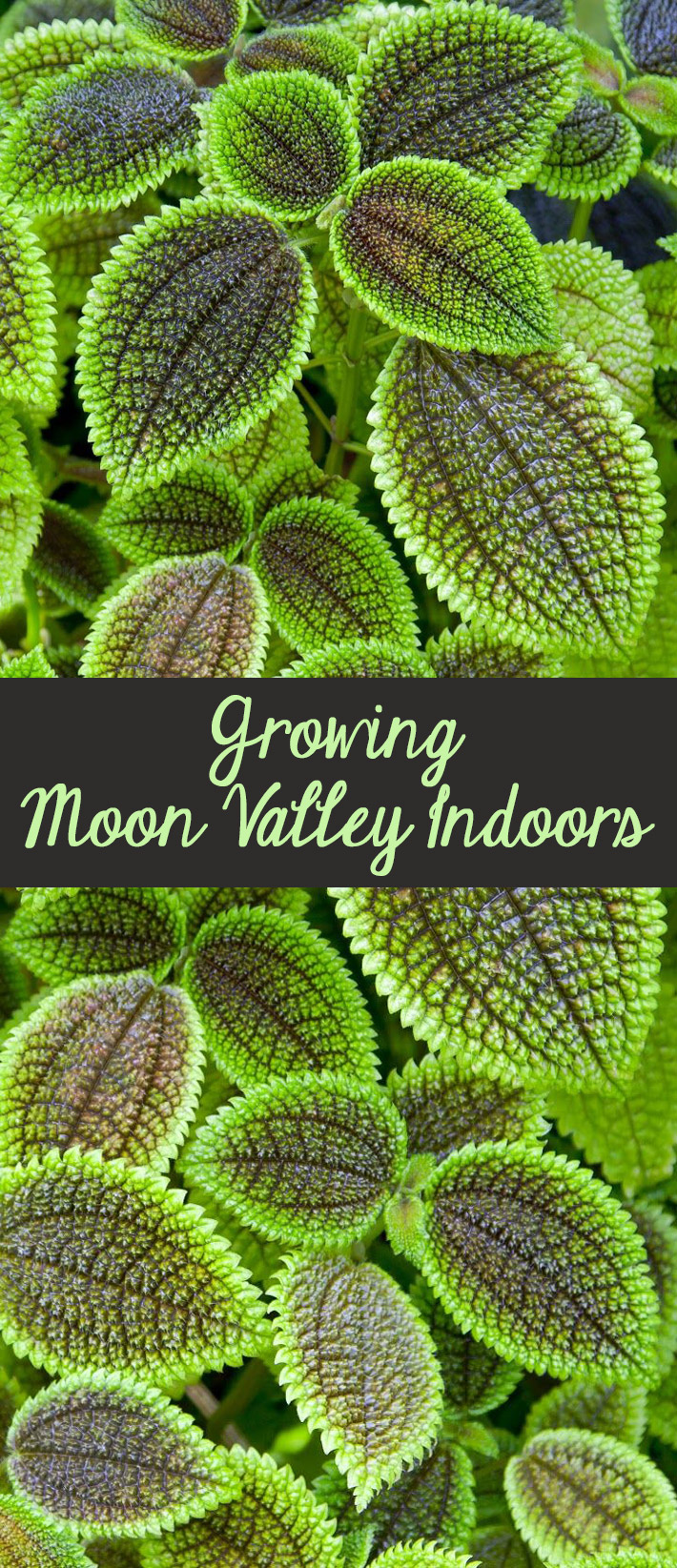 Easy Houseplants: Growing Moon Valley Indoors