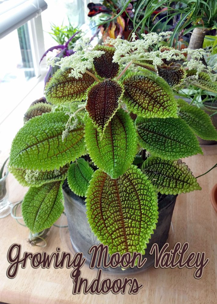 Easy Houseplants: Growing Moon Valley Indoors