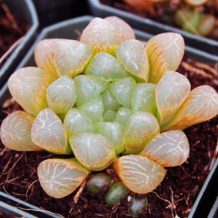 Haworthia cooperi var. truncata - Info and Care