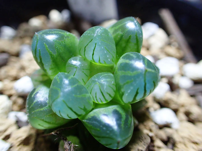 Haworthia cooperi var. truncata - Info and Care