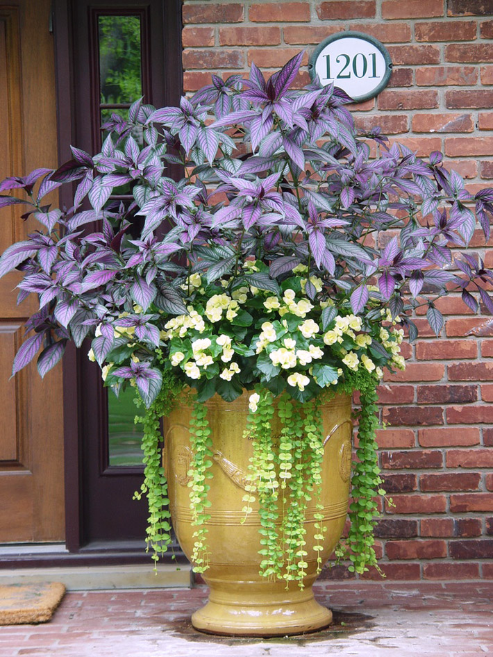 How To Grow & Care For Persian Shield