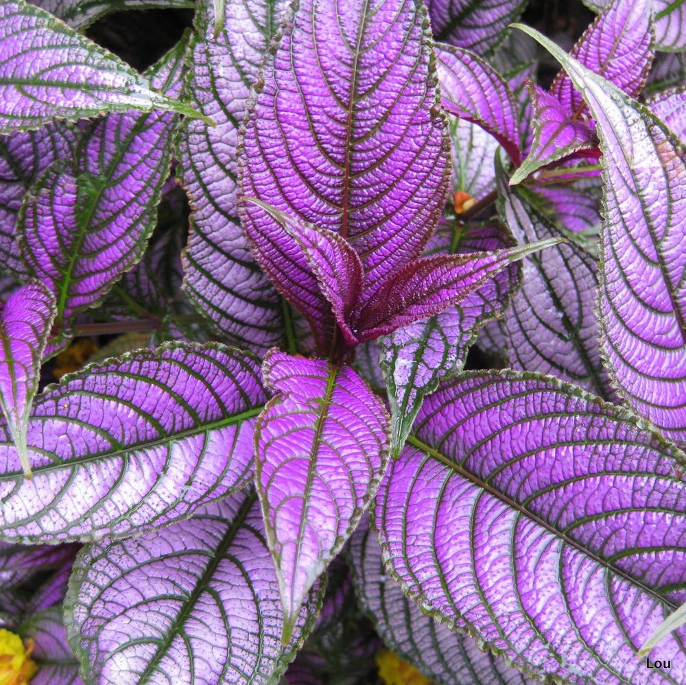How To Grow & Care For Persian Shield