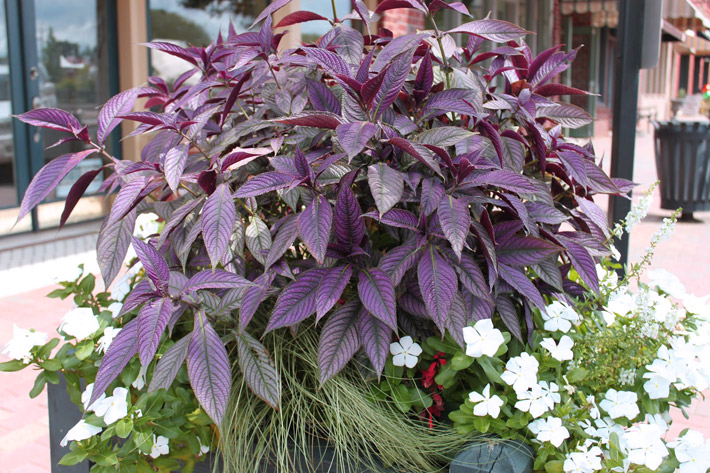 How To Grow & Care For Persian Shield