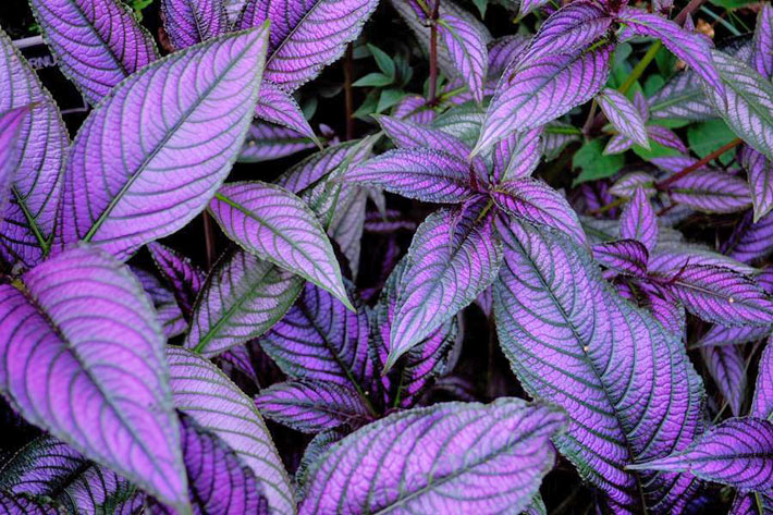 How To Grow & Care For Persian Shield