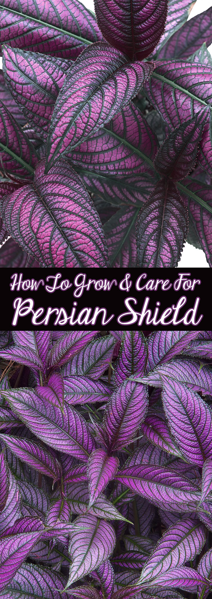 How To Grow & Care For Persian Shield