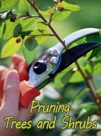 Pruning Trees and Shrubs