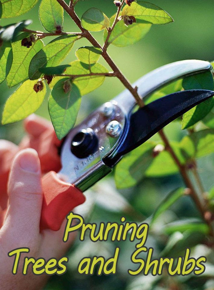Basic Steps for Pruning Trees and Shrubs