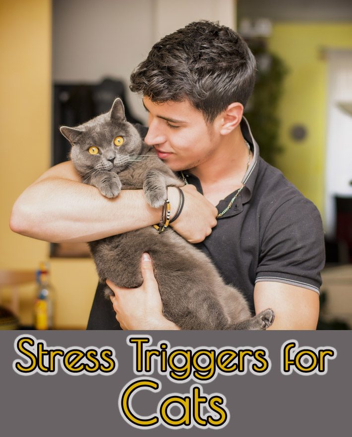 Stress Triggers for Cats