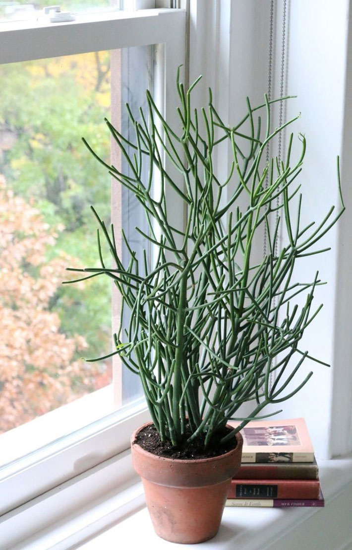 The Pencil Cactus - How to Grow Euphorbia tirucalli at Home