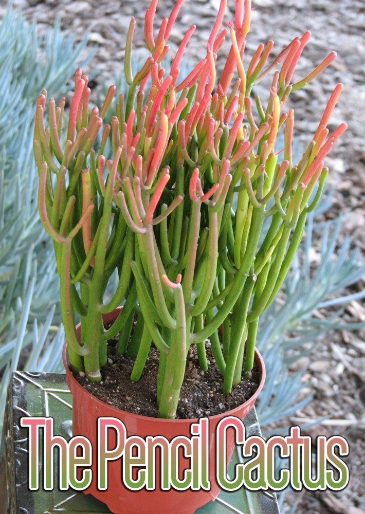 The Pencil Cactus – How to Grow Euphorbia tirucalli at Home