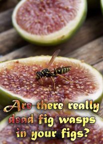 Are there really dead fig wasps in your figs?