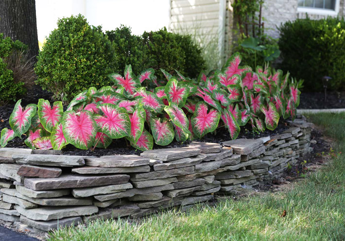 Caladiums - Amazing Colorful Tropical Plants