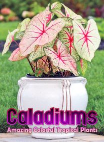 Caladiums - Amazing Colorful Tropical Plants