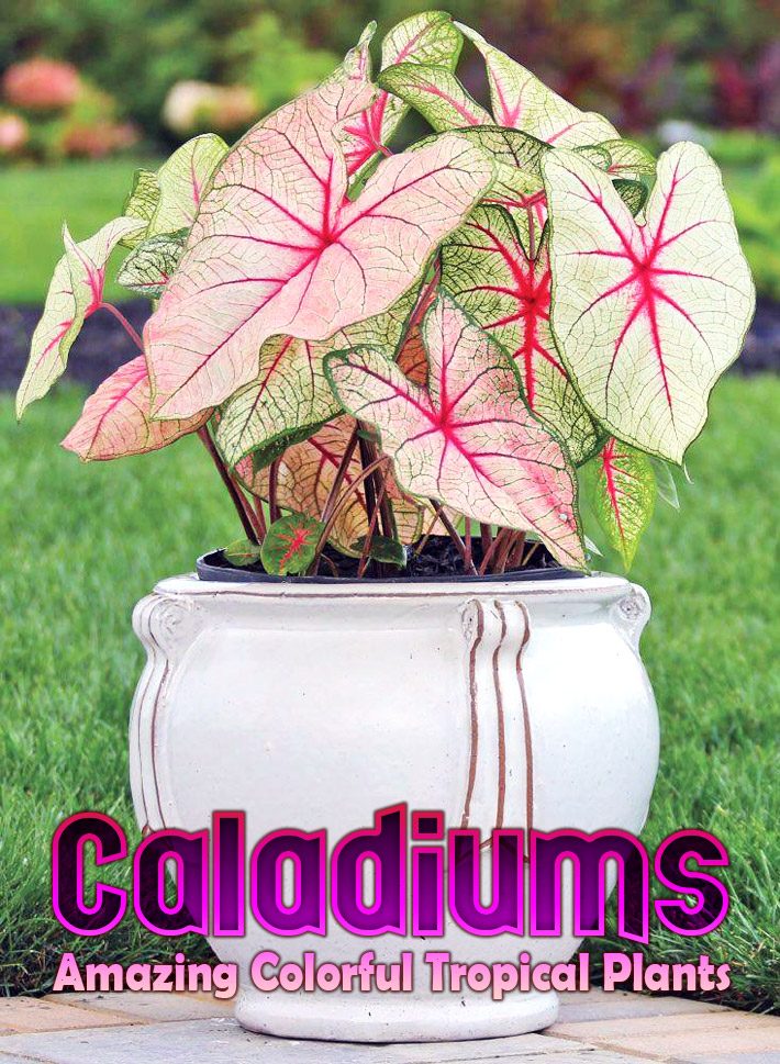 Caladiums – Amazing Colorful Tropical Plants