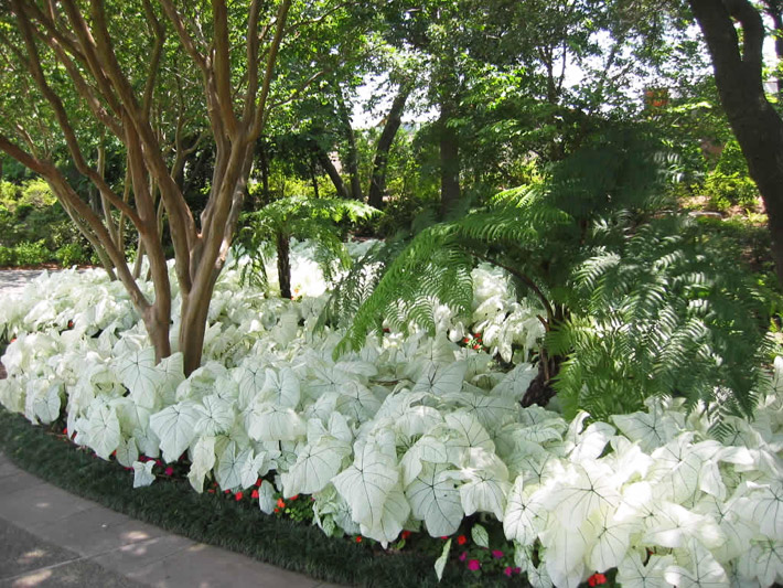 Caladiums - Amazing Colorful Tropical Plants