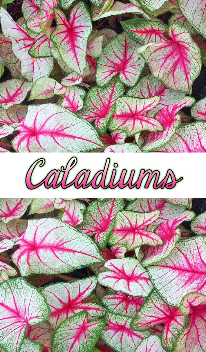 Caladiums - Amazing Colorful Tropical Plants