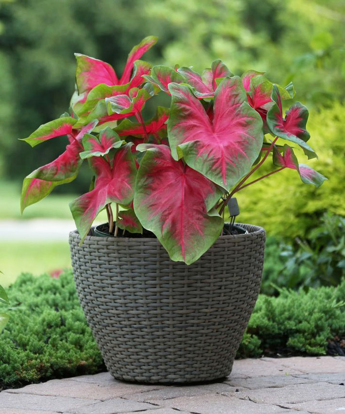 Caladiums - Amazing Colorful Tropical Plants