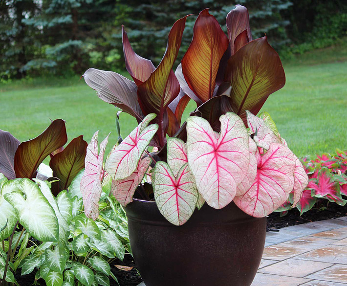 Caladiums - Amazing Colorful Tropical Plants