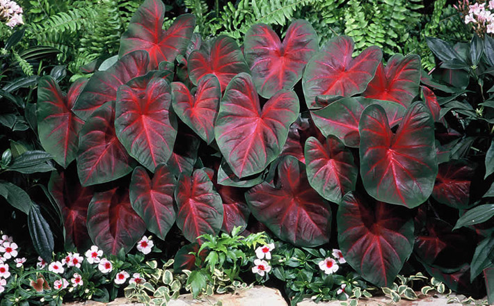 Caladiums - Amazing Colorful Tropical Plants