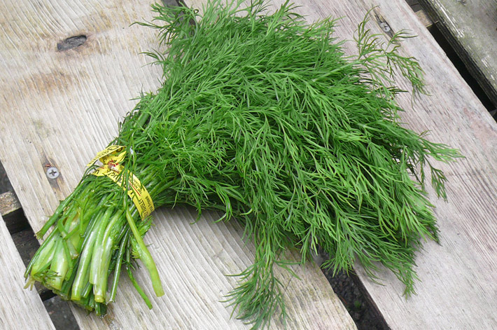 Dill – Health Benefits